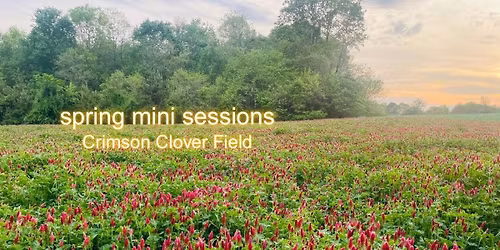 Spring Minis CRIMSON CLOVERS