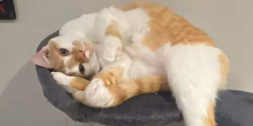 Adoption Event - Peoria Petsmart