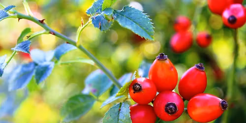 Atelier botanique :  La reconnaissance des fruits