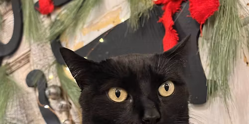 Jasper\u2019s Giving Tree-Kickoff Weekend