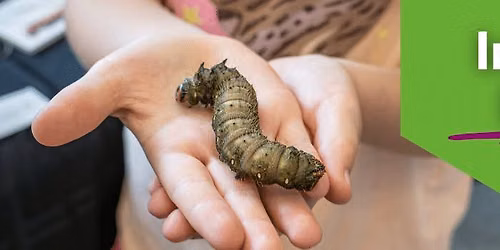 Insect Day