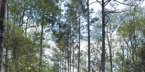 Forage School by Wild herb Academy