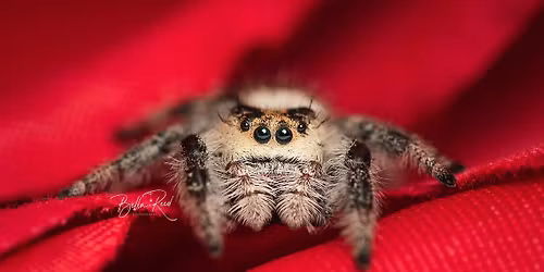 East Coast Reptile Super Expo