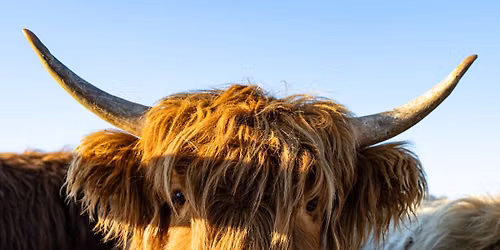 Highland Cow experiences