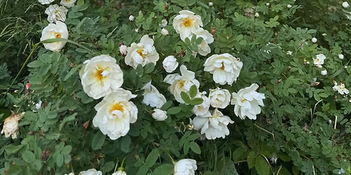 Lempe\u00e4 kes\u00e4\u00e4n laskeutumisen retriitti 225\u20ac