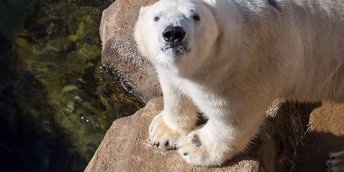 International Polar Bear Day