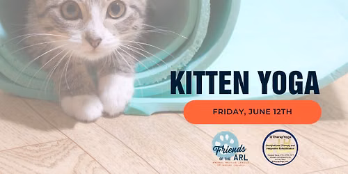 Kitten Yoga