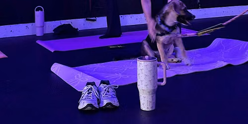 Doggy Noses and Yoga Poses at Love City Brewing!