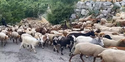 \ud83c\udf3f\ud83e\udd8bF\u00eate de la transhumance \ud83d\udc11\ud83d\udc11\ud83d\udc15\u200d\ud83e\uddba                      et concert avec les Snatchies \ud83c\udfb8 