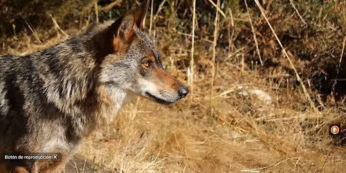 Lobos: Ciencia y coexistencia