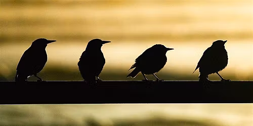 SSW #019: Dawn Chorus Walk