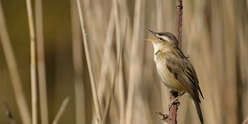 Dawn Chorus Walk at Walthamstow Wetlands