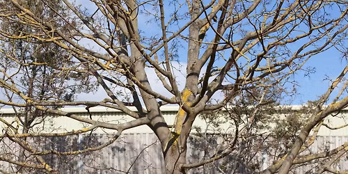 Photography Walk: The Queen\u2019s Trees