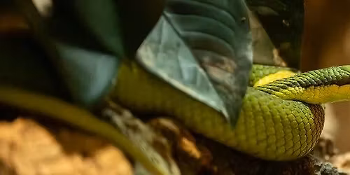 Reptile Handling Workshop