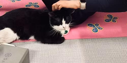 Yoga at RubyCats: A Night Celebrating All Moms