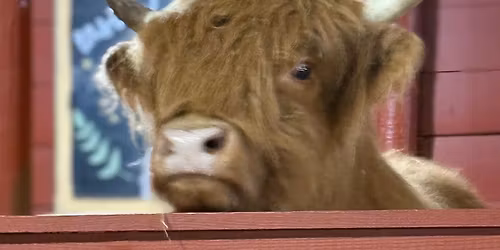 Christmas in the Village