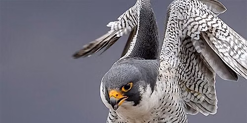 Raptors Up Close for Kids