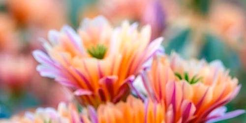 Fort Worth Cactus & Succulent Society August Meeting