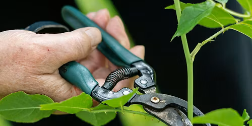 Planting, Establishing & Maintaining Landscape Plants