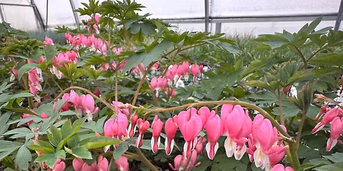 Perennials 101- A Class for the Sprouting Gardener