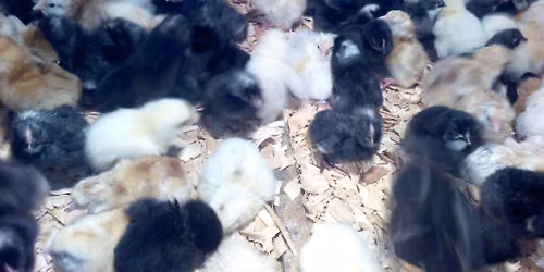 Early bird chick sale