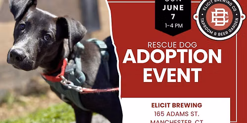 Adopt a Rescue Dog in Manchester CT