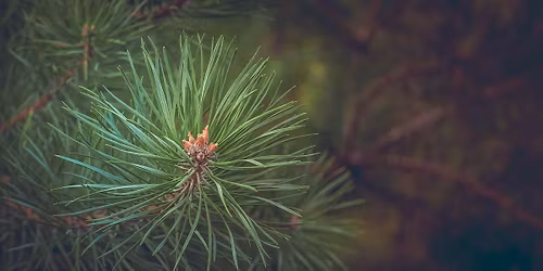 Native American Month Celebration