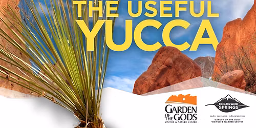 The Useful Yucca