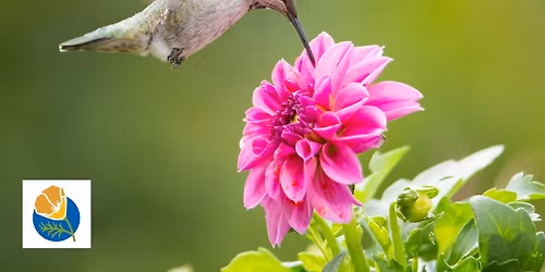 Bird Friendly Gardens 