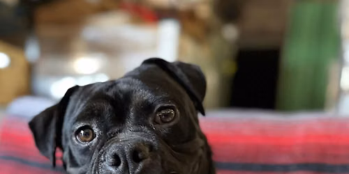 Wags, Wine & Adopt