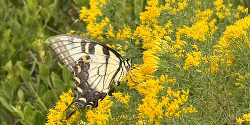 The Great Pollinator Census: Osceola County Edition