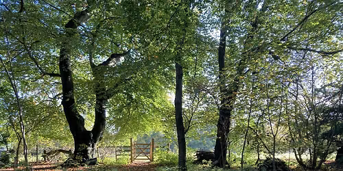 Summer Forest Bathing at Kiplin Hall
