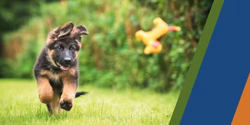 2026 Puppy Power