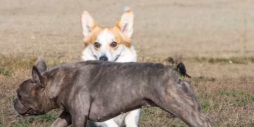 FIDO Field dog park - Big Meet