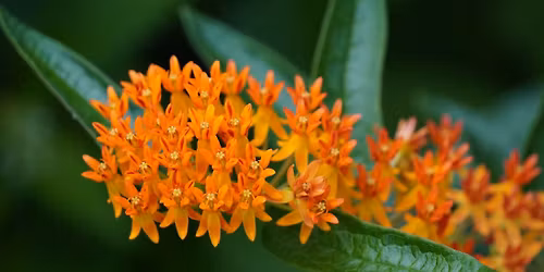 Perkiomen Native Plant Sale