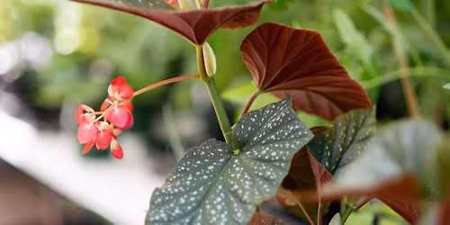 BOO-tanical House Plant Bingo at the Virginia Living Museum