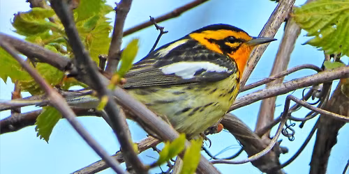 Mackinac Birds & Blossoms