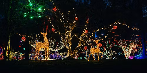 Holiday Lights in Williams Park 