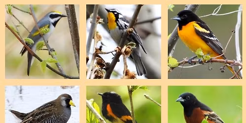 Dubuque Audubon Annual Spring Species Count