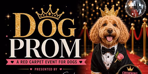 DOG PROM at Bark BBQ | Arlington Heights!