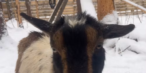 Christmas on the Far