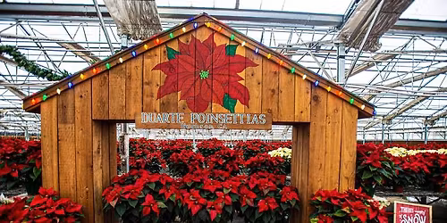 Duarte Poinsettias & Sciabica's Olive Oil