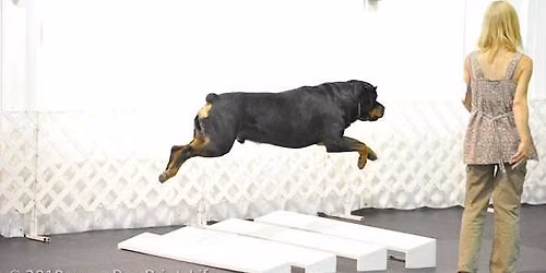HDTC Fall Obedience Trials Nov 14-15, 2026