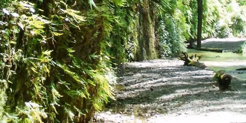 Fern Canyon Day Hike *Registration & Fee Required* {NOW FULL}