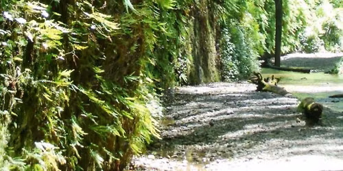Fern Canyon Day Hike *Registration & Fee Required*