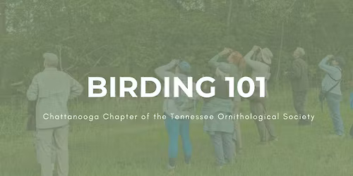 Birding 101