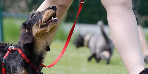 Good Canine Level 1 - Entry level for dogs + 22weeks