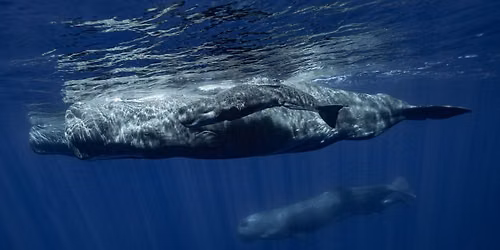 FSC Club Lunch: On Being with Whales
