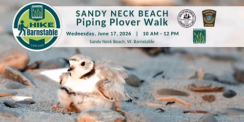 Sandy Neck Beach Piping Plover Walk