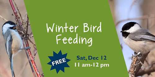 Winter Bird Feeding 